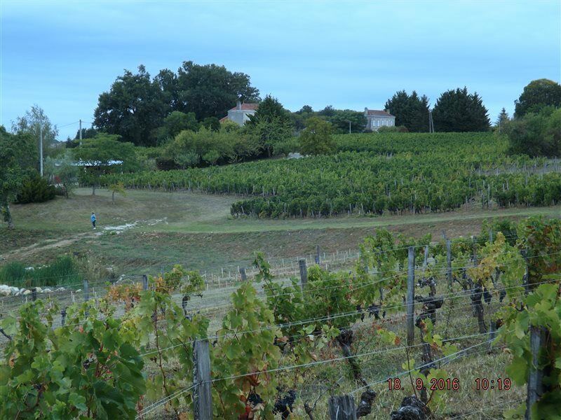 Clos Vieux Rochers Vineyard ピュイスガン エクステリア 写真